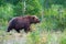 Kamchatka brown bear Ursus arctos piscator in natural habitat, walks in summer forest. Kamchatka Peninsula