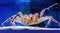 Kamchatka crab in the aquarium of the fish Department of the market. Delicacies from the sea. Red Alaskan king crab