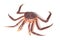 Kamchatka crab on white background