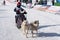 Kamchatka Peninsula Kids Competitions Dog Sled Race Dyulin Beringia