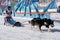 Kamchatka Peninsula Kids Competitions Dog Sled Race Dyulin Beringia