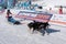 Kamchatka Peninsula Kids Competitions Dog Sled Race Dyulin Beringiya