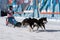 Kamchatka Peninsula Kids Competitions Dog Sled Racing Dyulin Beringia