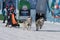 Kamchatka Peninsula Kids Competitions Dog Sled Racing Dyulin Beringia