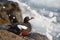 The Kamchatka pigeon guillemot