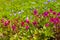 The Kamchatka Rhododendron Rhododendron camtschaticum on the volcano Vachkazhets