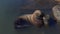 Kamchatka sea lion at a rookery in Avacha Bay. Aerial view of wild animals