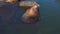 Kamchatka sea lions at a rookery in Avacha Bay. Northern sea lions