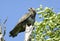 Kamchatkan rough-legged buzzard.