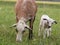 Kamerun sheep mother with lamp