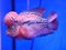 kamfa type louhan fish from Thailand in the aquarium