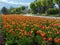 Kamianets-Podilskyi,  Khmelnytsky region, Ukraine. Avenue with beautiful spring flower bed with a lot of colored tulip flowers