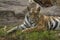 Kamli tigress sitting on grass, Sanjay Subri Tiger Reserve