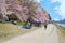 Kamogawa river is one of the best cherry blossom spots in Kyoto city during springtime