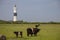 Kampen lighthouse Langer Christian with cows