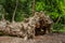 The Kampong, National Tropical Botanical Garden in Miami, Florida: Fallen huge Baobab,