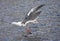 Kamtsjatkameeuw volwassen landend; Slaty-backed Gull, adult land