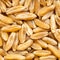 Kamut Khorasan wheat grains close up