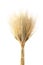 Kamut Khorasan Wheat isolated on a white background