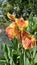 kana flower or canna lily beside the lake