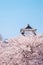 Kanazawa Castle sukara cherry blossoms surrounding full bloom in pink color in front roof top of castle against clear blue sky bac