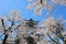 Kanazawa old castle cherry blossom tree Japan