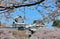 Kanazawa old castle cherry blossom tree Japan