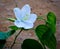 Kanchan Flower White Petal With Green Leaf & Branches