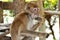 Kanchanaburi, Thailand: Monkey Eating Banana