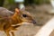 Kanchil is an amazing cute baby deer from the tropics. The mouse deer is one of the most unusual animals. Cloven-hoofed mouse