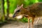 Kanchil is an amazing cute baby deer from the tropics. The mouse deer is one of the most unusual animals. Cloven-hoofed mouse