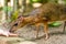 Kanchil is an amazing cute baby deer from the tropics. The mouse deer is one of the most unusual animals. Cloven-hoofed mouse