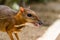 Kanchil is an amazing cute baby deer from the tropics. The mouse deer is one of the most unusual animals. Cloven-hoofed mouse