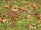 Kanchil - lesser mouse deer