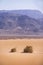 Kandym bushes on sand. Wadi Araba desert. Jordan landscape