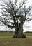 Kanepu oak, which is the second thickest oak in Latvia and the Baltics, with a circumference of 9.4 m, JÄ“rcÄ“ni parish, Latvia