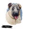 Kangal Dog, Kangal Shepherd Dog, Sivas Kangal, Turkish Kangal, Anatolian Shepherd dog digital art illustration isolated on white