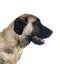 Kangal Shepherd Dog