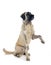 Kangal Shepherd Dog