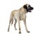 Kangal Shepherd Dog