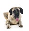 Kangal Shepherd Dog