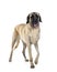 Kangal Shepherd Dog