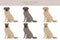 Kangal Shepherd dog clipart. Different coat colors set