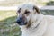 The Kangal Shepherd Dog sitting on grassland in Goreme town, Cappadocia,  a breed of large livestock guardian dog in Sivas, Turkey