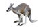 Kangaroo