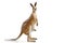 Kangaroo