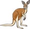 Kangaroo animal cartoon illustration