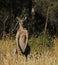 Kangaroo in Australia