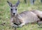 Kangaroo, Australia