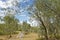 Kangaroo in Australian bush and gum trees